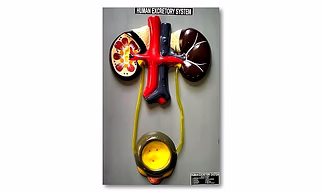 Human EXCRETORY System Model