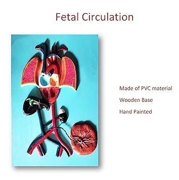 Anatomical Human FETAL Circulation Model-1