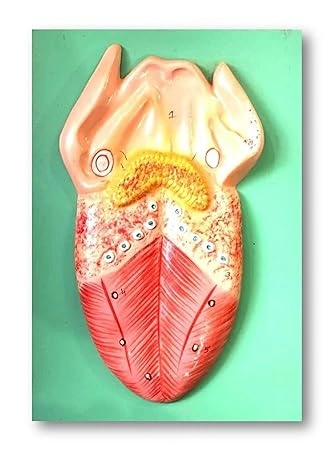 Human Anatomy Tongue Model-12370300