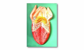 Human Anatomy Tongue Model