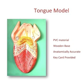 Human Anatomy Tongue Model-1