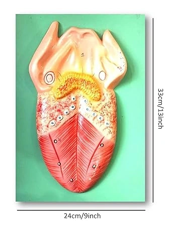 Human Anatomy Tongue Model-2