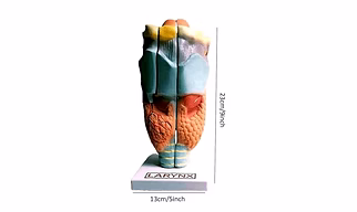 Human Anatomy Larynx Model