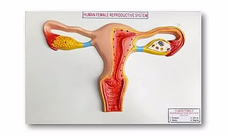 The Uterus and Ovary, Female Reproductive Organs on Board