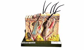 Human Anatomy Skin Block Model Perfect Science teaching Aid