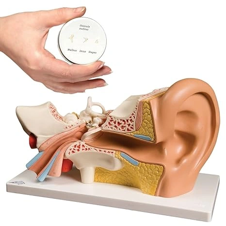 PVC Outer Middle Inner Ear Model with Base for Medical Demonstration - 5 Times Human Ear Anatomy Model-12370632