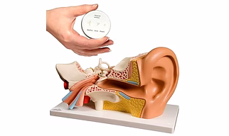 PVC Outer Middle Inner Ear Model with Base for Medical Demonstration - 5 Times Human Ear Anatomy Model