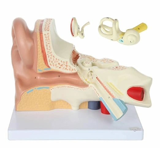 PVC Outer Middle Inner Ear Model with Base for Medical Demonstration - 5 Times Human Ear Anatomy Model-2