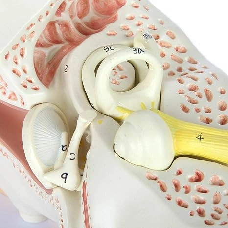 PVC Outer Middle Inner Ear Model with Base for Medical Demonstration - 5 Times Human Ear Anatomy Model-3