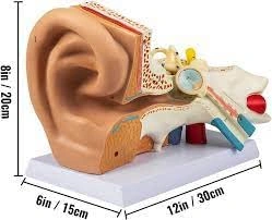 PVC Outer Middle Inner Ear Model with Base for Medical Demonstration - 5 Times Human Ear Anatomy Model-5