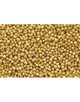 Farm Royale Coriander (Dhaniya)Whole-50kg
