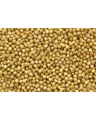 Farm Royale Coriander (Dhaniya)Whole-25kg-12384572