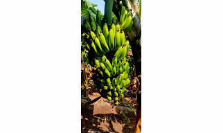 Cavandish Banana
