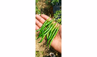 G4 Chilli