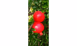 Pomegranets