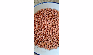 Peanut - Groundnut