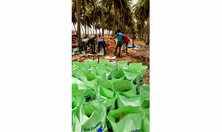 Semi Husked Coconut