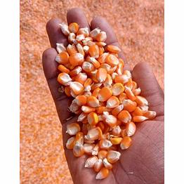 maize - corn