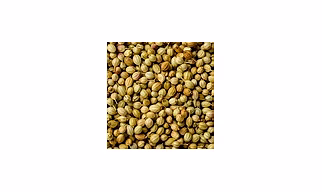 Coriander Seeds
