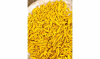 Turmeric Whole / Fingers