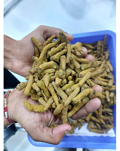 Turmeric powder-12386592