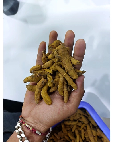 Turmeric powder-1