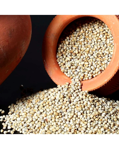 Pearl Millet-12430730