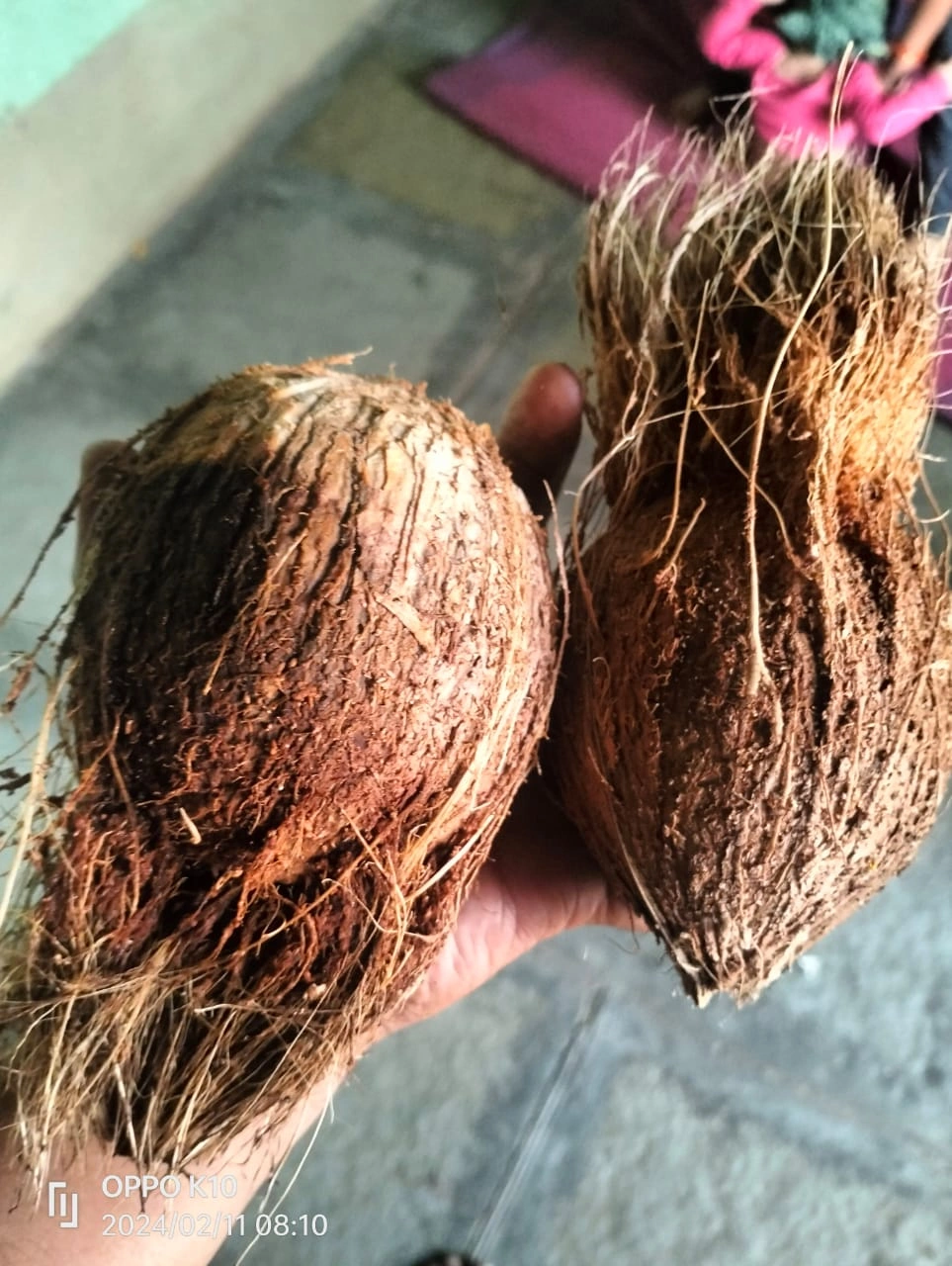 Semi Husked Coconut 580gm-650gm-1