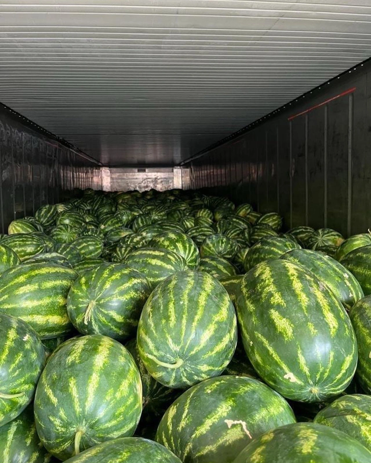 WATERMELONS-12444754