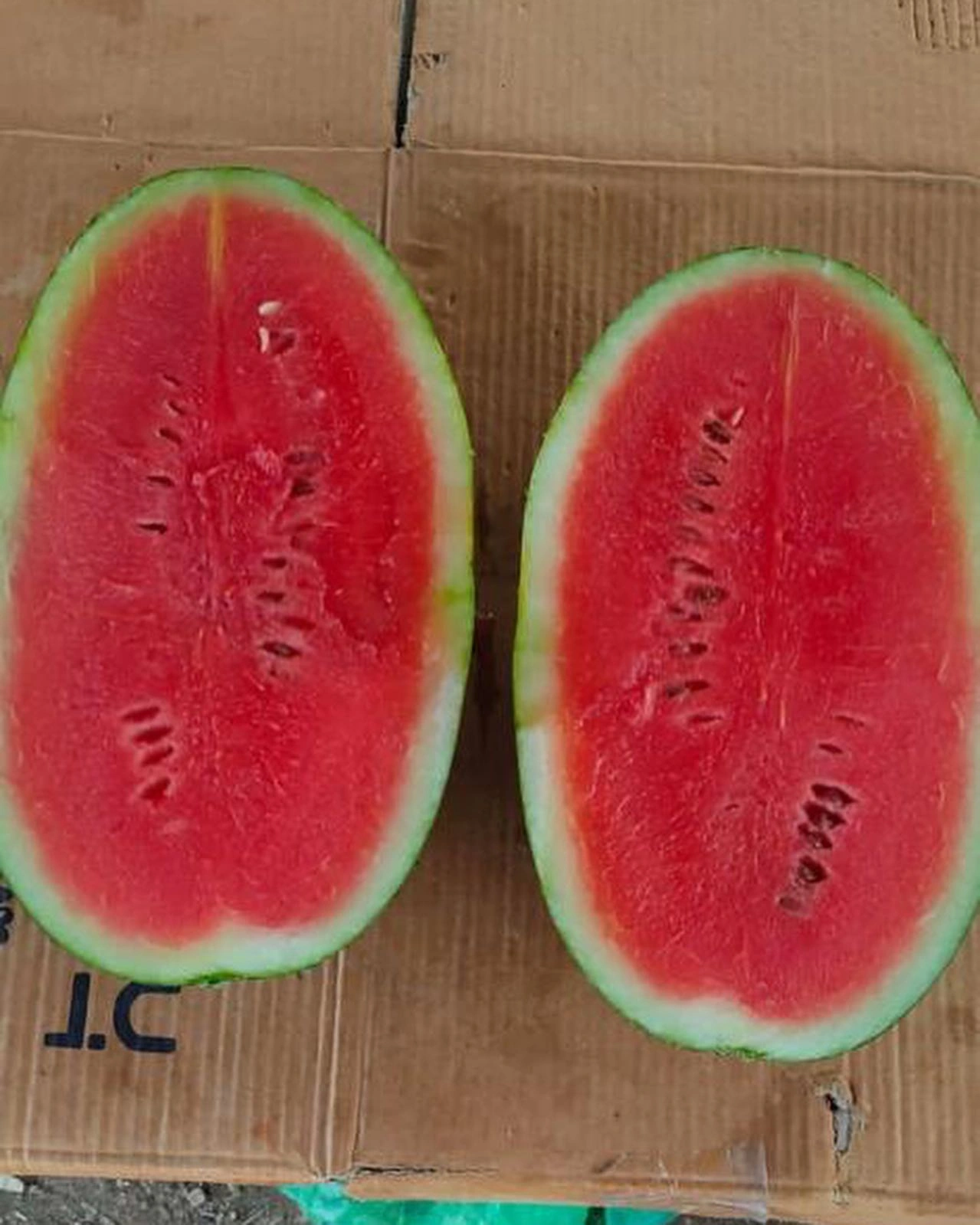 WATERMELONS-2