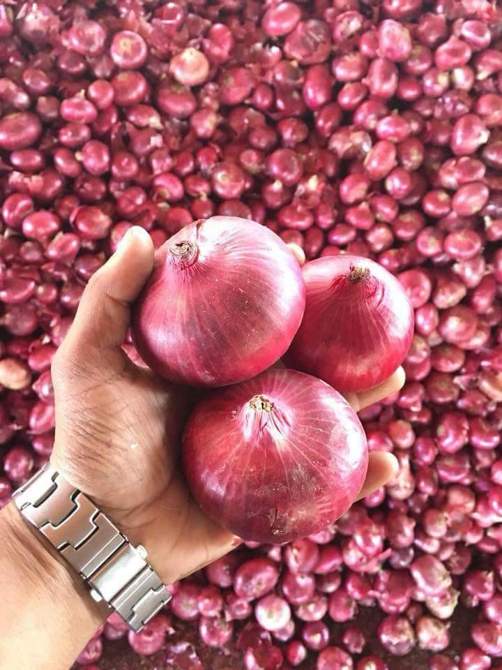 Onions-12444756