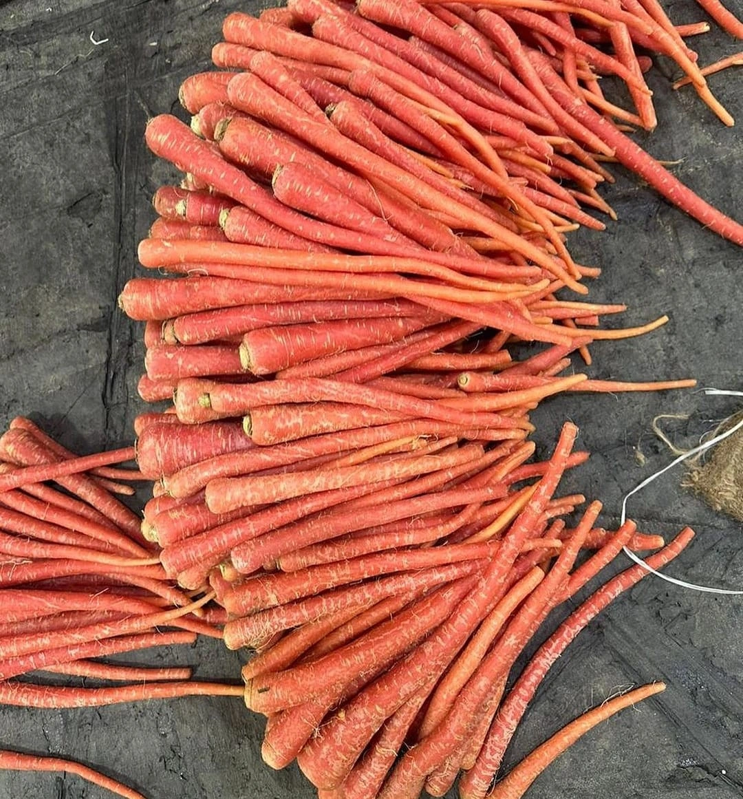 Carrot-12444758