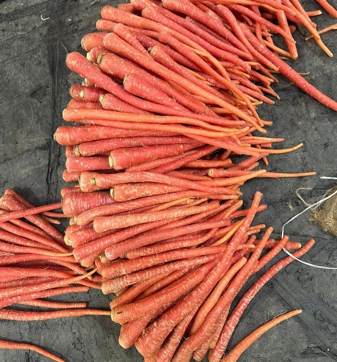 Carrot-2