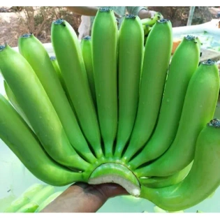 Cavendish Banana