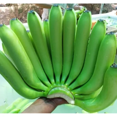 Cavendish Banana