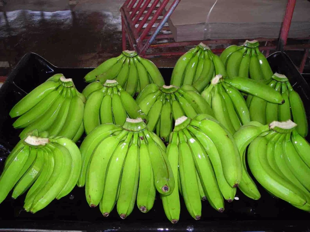 Cavendish Banana-1