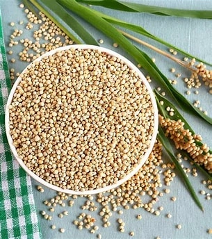 Sorghum Great Millet-1