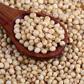 Sorghum Great Millet-12638374