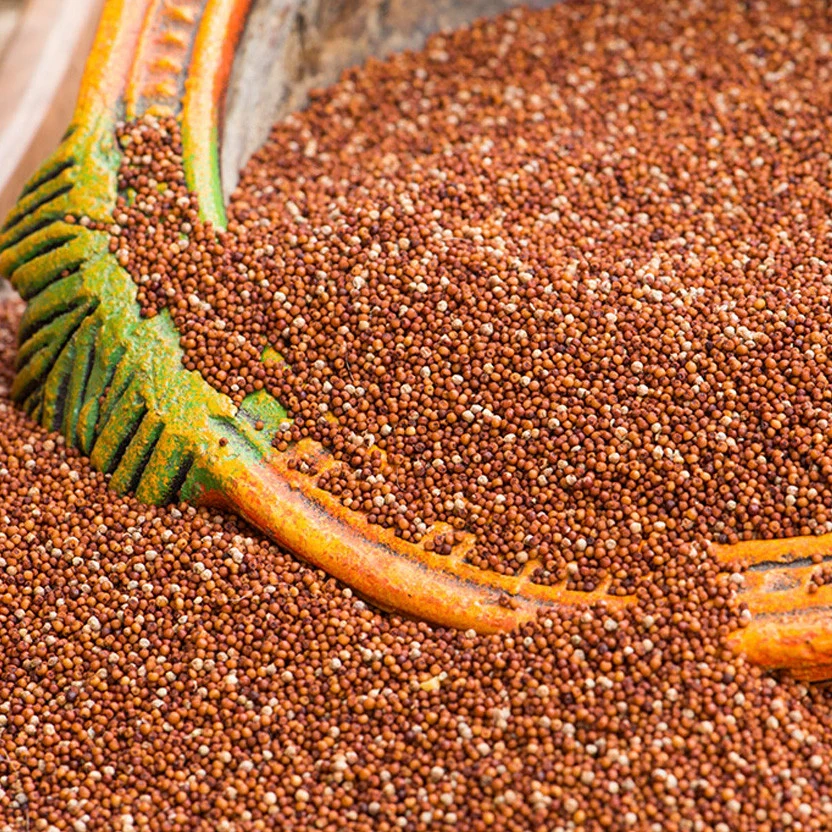 Finger Millet (Ragi )-1