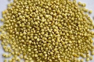 BrownTop Millet ( Unpolished Grains )-12638350