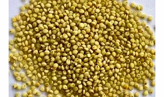 BrownTop Millet ( Unpolished Grains )