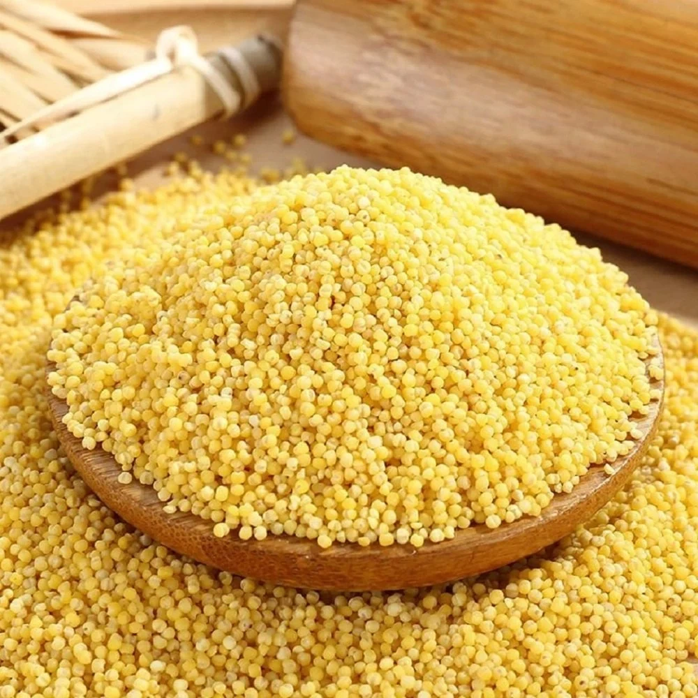 Foxtail Millet ( Unpolished ) / Yellow Millet-1