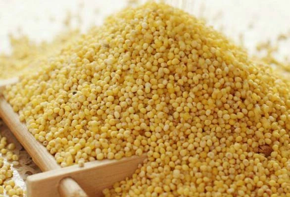 Foxtail Millet ( Unpolished ) / Yellow Millet-12638364