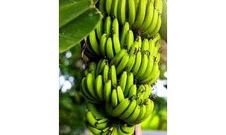 Green Banana