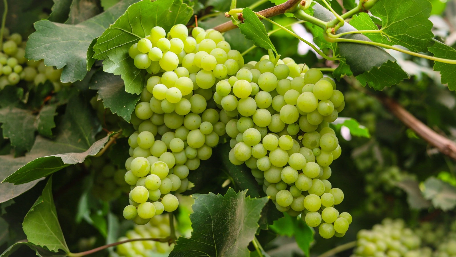 Grapes-12397098