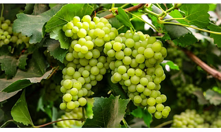 Grapes