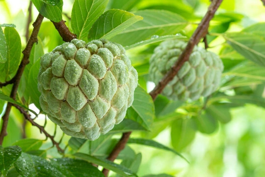 Custard Apple-12397158