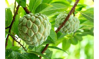 Custard Apple