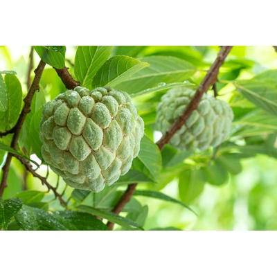 Custard Apple