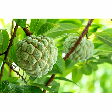 Custard Apple-12397158